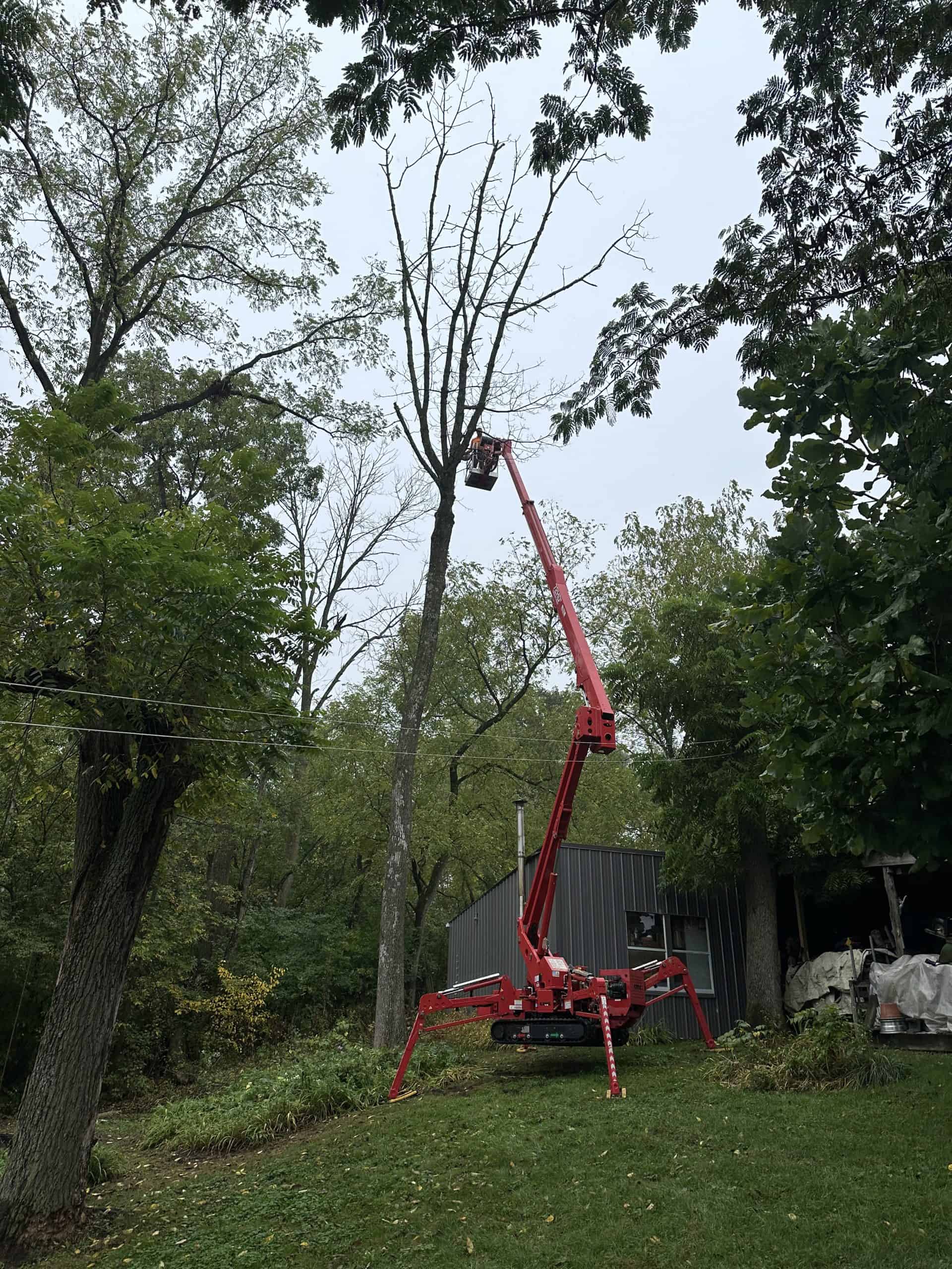 tree trimming